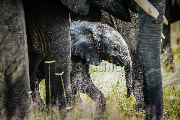 Andrew Beck - Mwagausi Camp - Ruaha NP-20.jpg