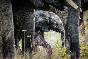 Andrew Beck - Mwagausi Camp - Ruaha NP-20.jpg